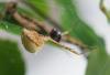 Uloborus walckenaerius